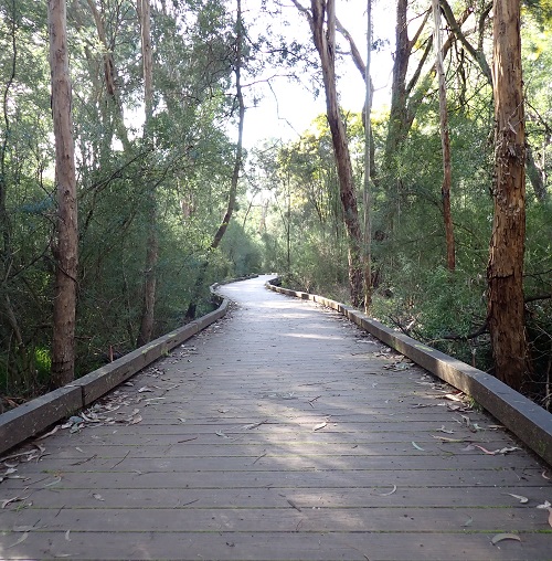 Bellbird Dell Boardwalk