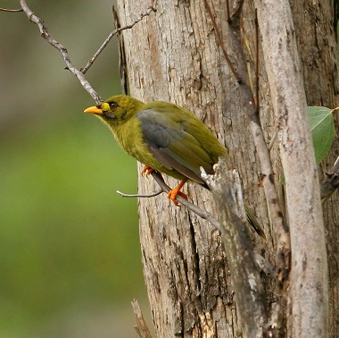 Bellbird