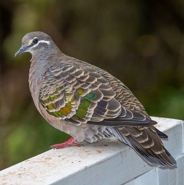 Bronzewing