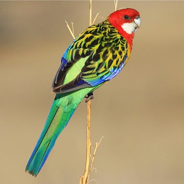 Eastern Rosella