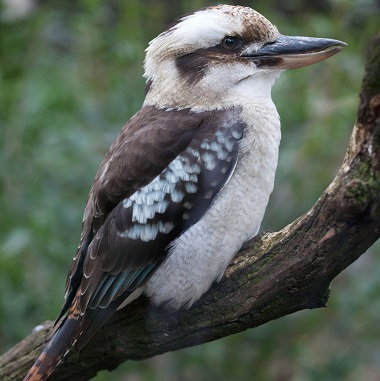 Kookaburra