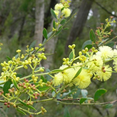 Acacia myrtifolia