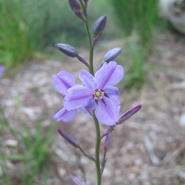 Arthropodium strictum