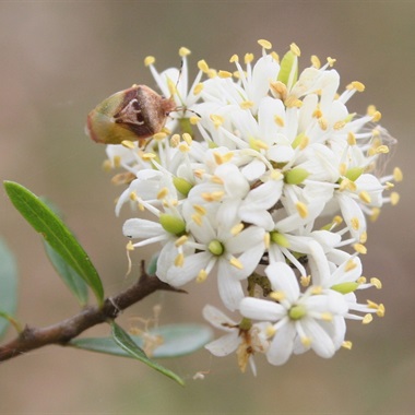 Bursaria spinosa