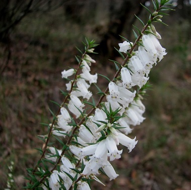 Epacris impressa