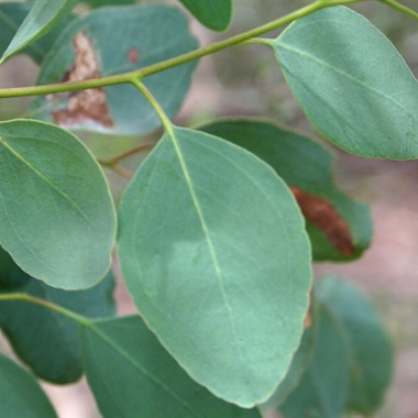 Eucalyptus melliodora