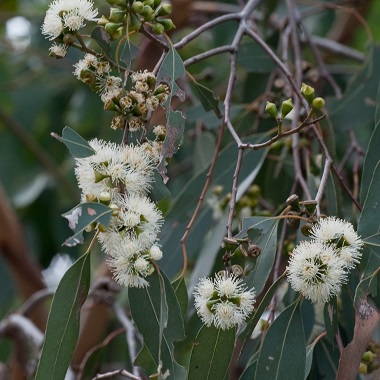 Eucalyptus ovata