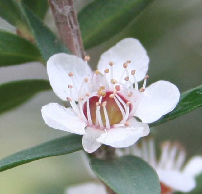 Leptospermum continentale