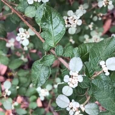 Spyridium parvifolium