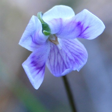 Viola hederacea