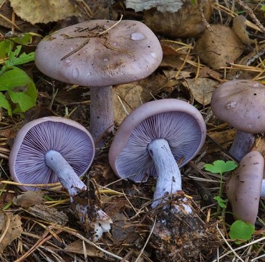 Wood Blewit