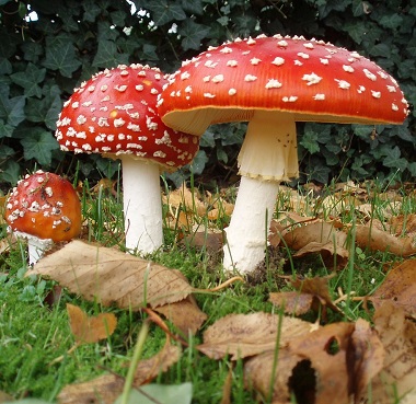 Fly Agaric