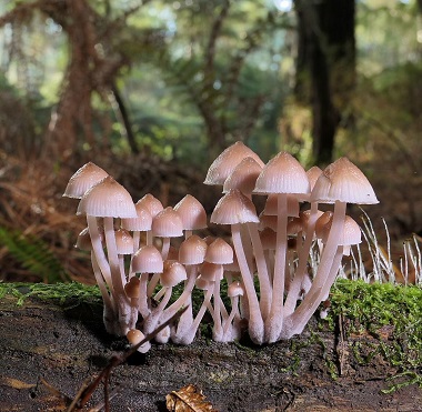 Mycena