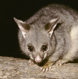 Common Brushtail Possum