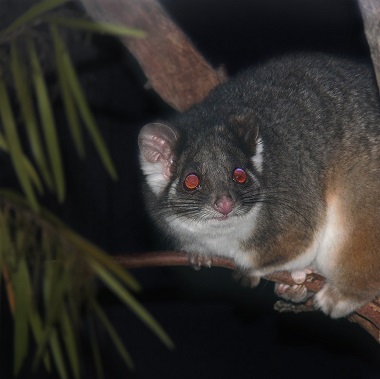 Common Ringtail Possum