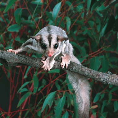 Sugar Glider